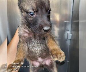 German Shepherd Dog Dogs for adoption in San Antonio, TX, USA