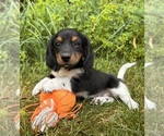 Image preview for Ad Listing. Nickname: Tara