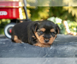 Small Photo #27 Yorkshire Terrier Puppy For Sale in KIRKWOOD, PA, USA