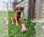 Small #2 Great Dane Mix