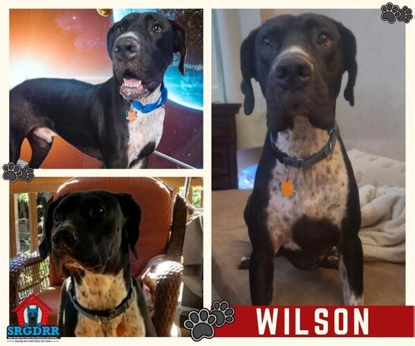 Medium Photo #7 Great Dane Puppy For Sale in Bullard, TX, USA