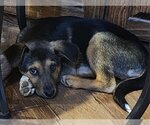 Small Photo #5 Australian Kelpie-Unknown Mix Puppy For Sale in Alexander, AR, USA