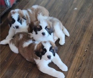 Saint Bernard Puppy for sale in MONROEVILLE, IN, USA