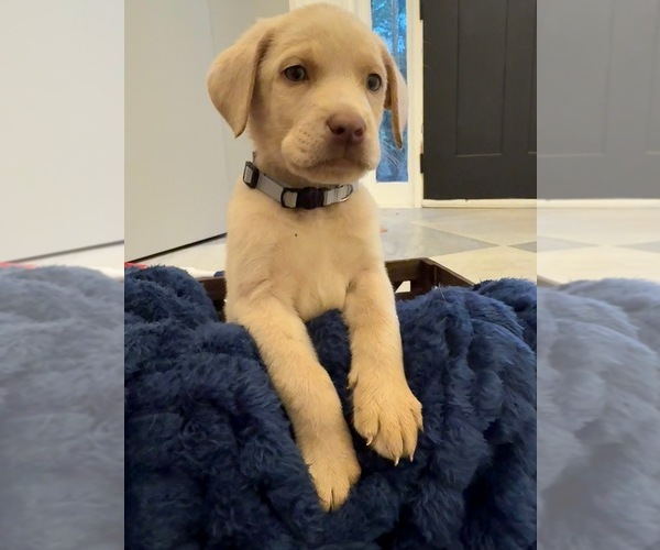 Medium Photo #2 Labrador Retriever Puppy For Sale in ELKTON, MD, USA