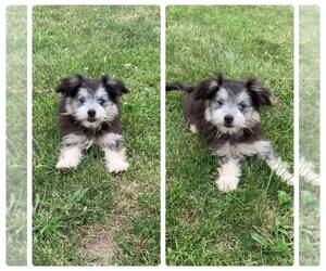 Maltese-Miniature Australian Shepherd Mix Puppy for sale in MENTONE, IN, USA