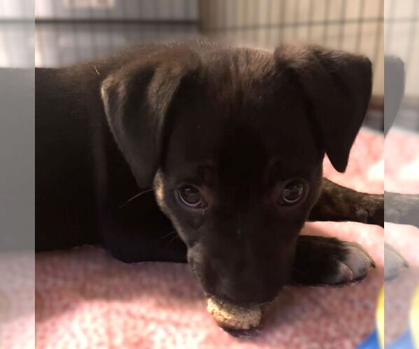 Medium Photo #3 Mutt Puppy For Sale in Fargo, ND, USA