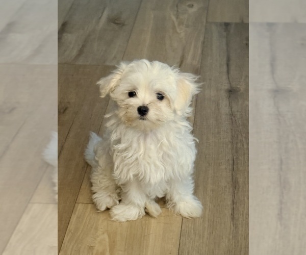 Medium Photo #13 Maltese Puppy For Sale in CULLMAN, AL, USA