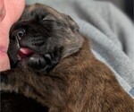 Puppy Nellie Boxer