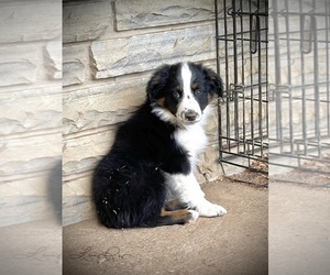 Australian Shepherd Puppy for sale in MICAVILLE, NC, USA
