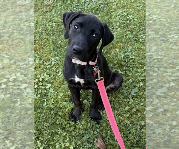 Medium Photo #3 Labrador Retriever-Unknown Mix Puppy For Sale in Springdale, PA, USA