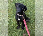 Small #2 Labrador Retriever Mix