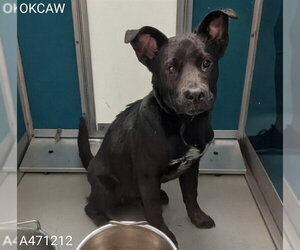 Chow Chow-Unknown Mix Dogs for adoption in Oklahoma City, OK, USA