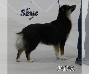 Mother of the Miniature Australian Shepherd puppies born on 07/29/2025