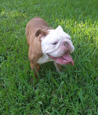 Medium Photo #1 Bulldog Puppy For Sale in FORT LAUDERDALE, FL, USA