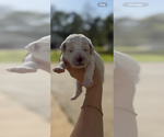 Small #6 Aussiedoodle-Goldendoodle Mix