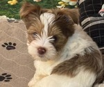 Small #4 Yorkshire Terrier