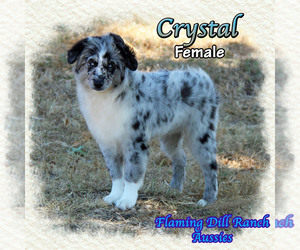 Miniature Australian Shepherd Puppy for sale in FORESTBURG, TX, USA