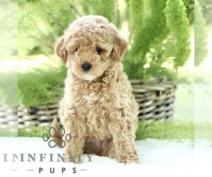 Poodle (Toy) Puppy for sale in PARADISE, PA, USA