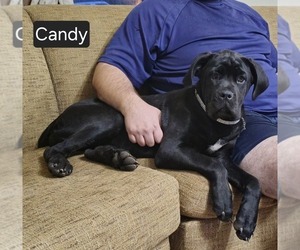 Cane Corso Puppy for sale in MINERAL WELLS, WV, USA