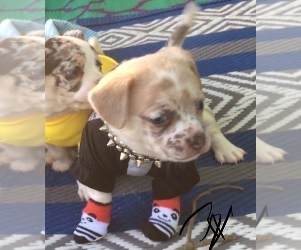 Medium Photo #4 French Bullhuahua Puppy For Sale in YPSILANTI, MI, USA