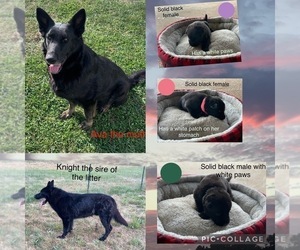 German Shepherd Dog Puppy for sale in BOLIVAR, MO, USA