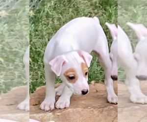 Jack Russell Terrier Puppy for sale in MEDIA, PA, USA