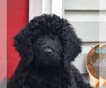 Small Poodle (Standard)