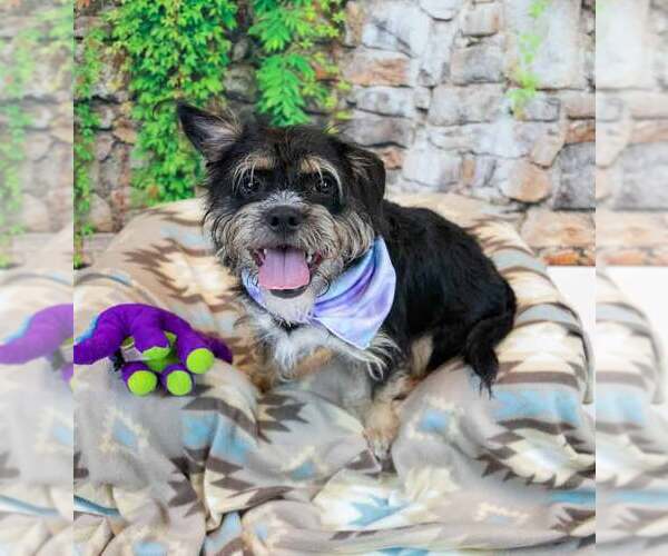 Medium Photo #6 Mutt Puppy For Sale in Kennesaw, GA, USA