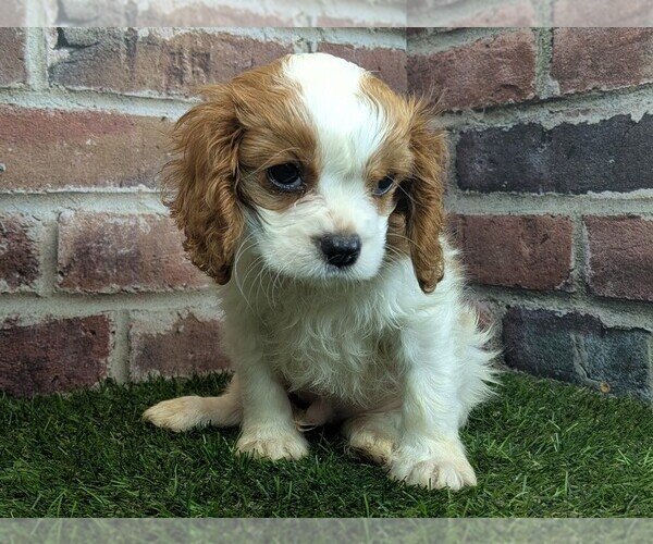 Medium Photo #9 Cavalier King Charles Spaniel Puppy For Sale in MOBERLY, MO, USA