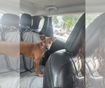 Small #1 Labrador Retriever Mix