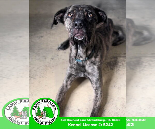 Medium Photo #5 Mutt Puppy For Sale in Stroudsburg, PA, USA
