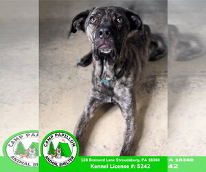 Rocky - Male Mutt Dog for Adoption - Photo #5