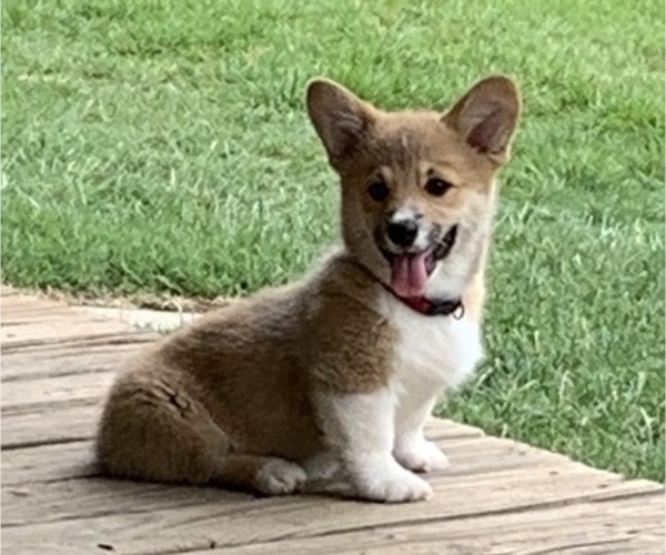 Medium Photo #27 Pembroke Welsh Corgi Puppy For Sale in BURLESON, TX, USA