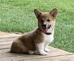 Small #1 Pembroke Welsh Corgi