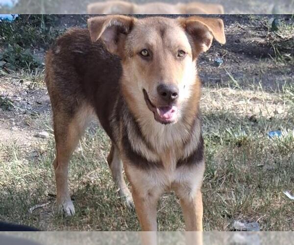 Medium Photo #1 Shepradors Puppy For Sale in San Antonio, TX, USA