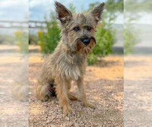Mutt Dogs for adoption in PIPE CREEK, TX, USA