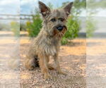 Small Mutt