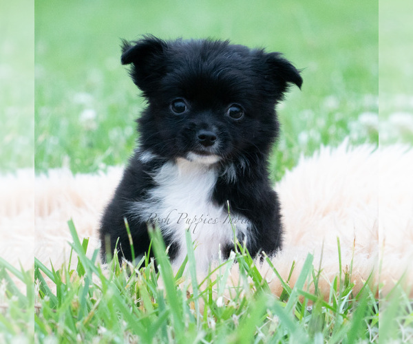 Medium Photo #2 Chihuahua Puppy For Sale in WARSAW, IN, USA