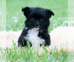 Small #1 Chihuahua