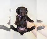 Small Photo #6 Schnauzer (Miniature) Puppy For Sale in MIAMI, FL, USA