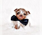 Puppy Flip Chihuahua