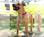 Small #1 American Pit Bull Terrier Mix