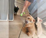 Small Staffordshire Bull Terrier