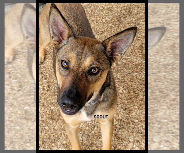Medium Photo #2 Mutt Puppy For Sale in Granbury, TX, USA