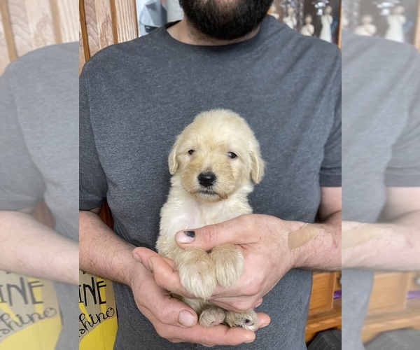 Medium Photo #11 Goldendoodle Puppy For Sale in WEAVERVILLE, NC, USA