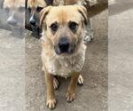Small #1 Anatolian Shepherd