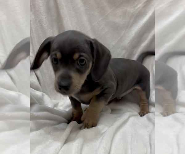 Medium Photo #5 Chiweenie Puppy For Sale in CYPRESS, TX, USA