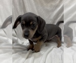 Small #4 Chiweenie