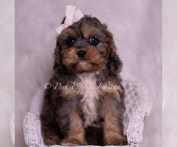 Medium Photo #7 Cavapoo (Miniature) Puppy For Sale in WARSAW, IN, USA