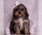 Small #6 Cavapoo (Miniature)